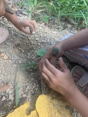 姚思辰 - 很愛昆蟲的小孩