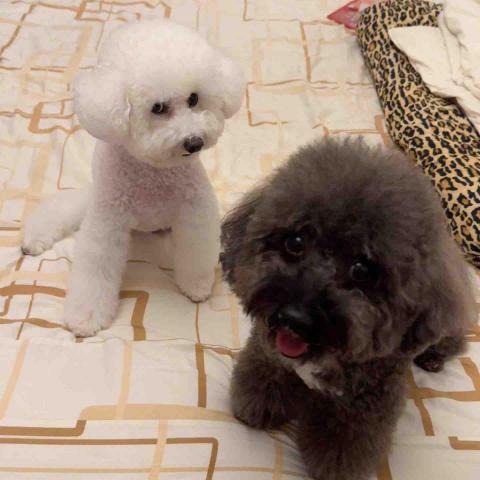 張淳淇 - 安親寄宿