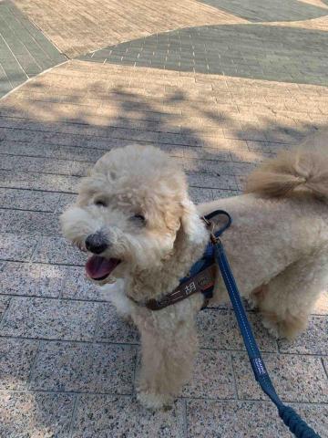 張淳淇 - 陪伴散步