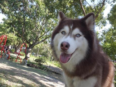 Daniel(寵物保姆) -  Daniel(寵物保姆) -