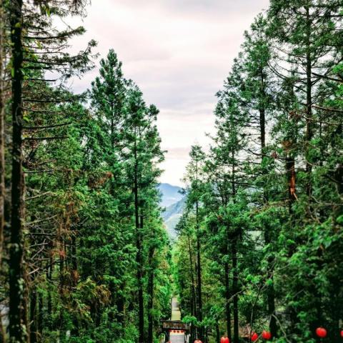 大衛城市旅遊 - 