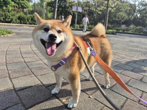 Daniel(寵物保姆) -  Daniel(寵物保姆) -