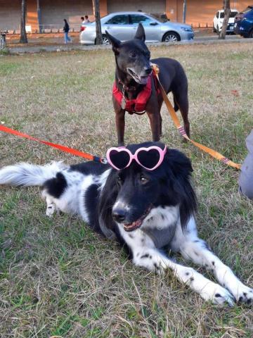 Daniel(寵物保姆) -  Daniel(寵物保姆) -