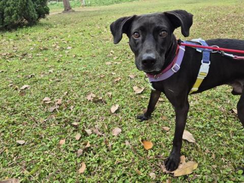 Daniel(寵物保姆) -  Daniel(寵物保姆) -