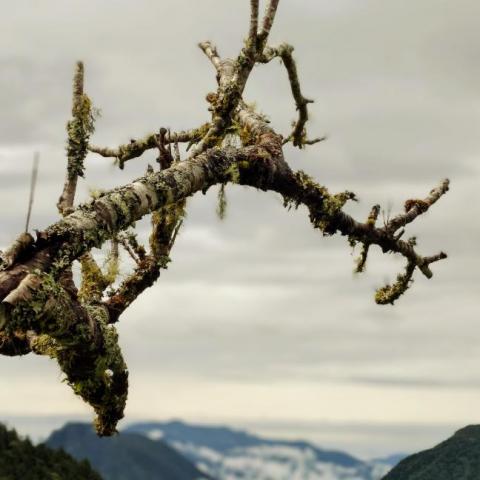 大衛城市旅遊 - 太平山
