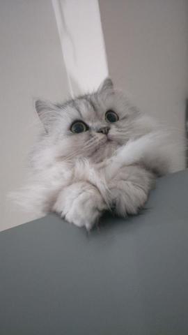 提供貓砂服務的專家趙小姐