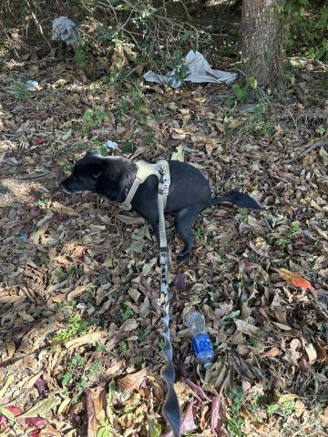 董碧如 - 帶寵物去戶外上廁所