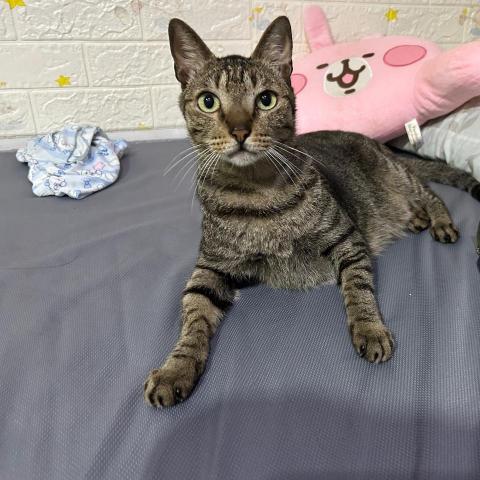 提供打針epoxy服務的專家董碧如