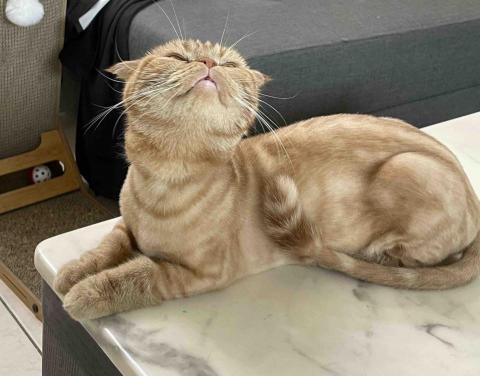 阿肥的家 - 哼 我就是不上當，想用肉泥引誘我