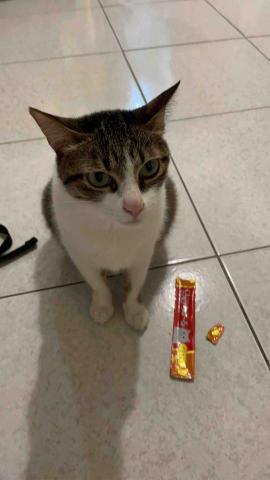 阿肥的家 - 我還要吃☺️