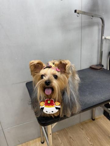 北投士林寵物美容到府服務 - 