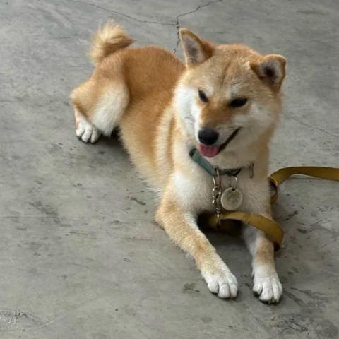 提供制作水印服務的專家老温