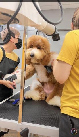 北投士林寵物美容到府服務 - 