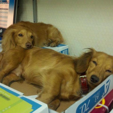 提供麻豆夜市服務的專家盧小姐