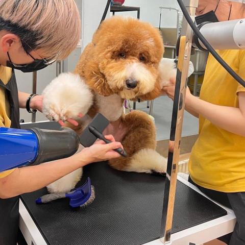 北投寵物接送司機推薦北投士林寵物美容到府服務