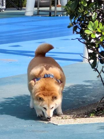 ⛓️柴柴跑腿外送⛓️ - 家裡的柴柴