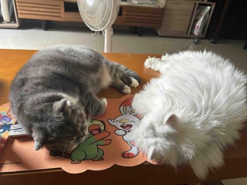 summer寵物保母 - 感情很好的兩兄弟 summer寵物保母 - 感情很好的兩兄弟