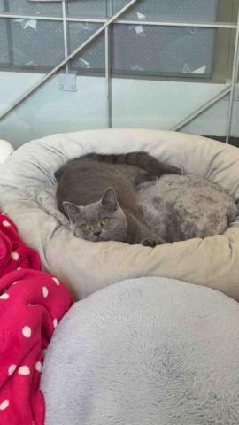 Mr.潘 跑腿（想吃什麼我幫你買） - 跑腿