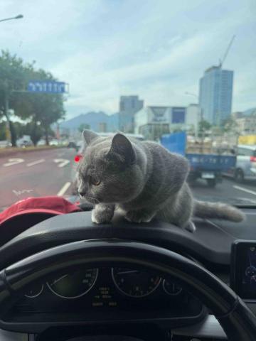 Mr.潘 跑腿（想吃什麼我幫你買） - 跑腿