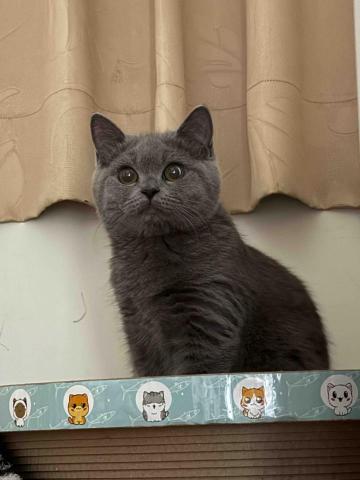 Mr.潘 跑腿（想吃什麼我幫你買） - 跑腿