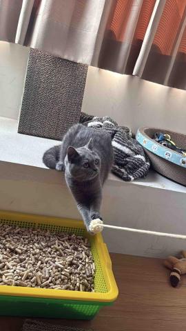 Mr.潘 跑腿（想吃什麼我幫你買） - 跑腿