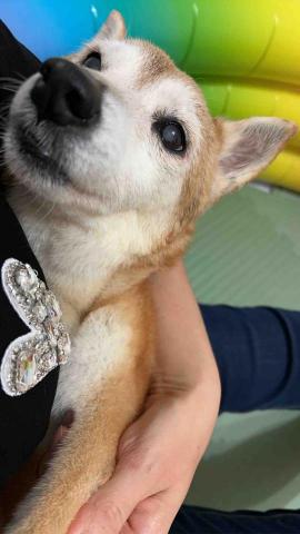 summer寵物保母 - 姐姐讓小桃子的世界充滿愛跟溫柔! summer寵物保母 - 姐姐讓小桃子的世界充滿愛跟溫柔!