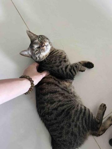 summer寵物保母 - Wasabi:第一次見到陌生人會躲在棉被裏面,第二天就跟我熟悉了,是一隻黏人又活潑的小可愛。 summer寵物保母 - Wasabi:第一次見到陌生人會躲在棉被裏面,第二天就跟我熟悉了,是一隻黏人又活潑的小可愛。