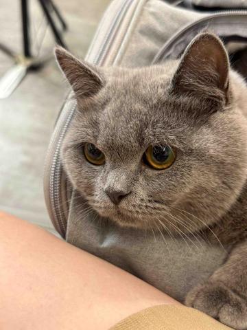 Mr.潘 跑腿（想吃什麼我幫你買） - 跑腿