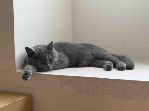 Mr.潘 跑腿（想吃什麼我幫你買） - 跑腿