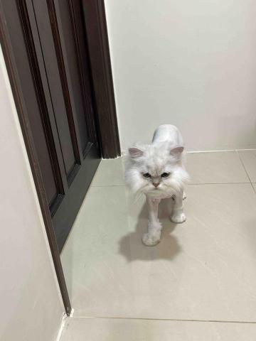 summer寵物保母 - 剃毛的小寶貝有點不太高興⋯ summer寵物保母 - 剃毛的小寶貝有點不太高興⋯