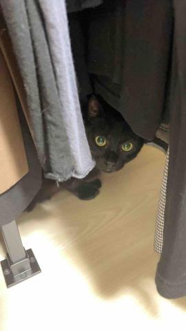 summer寵物保母 - 阿群:我每次去他都躲在固定的地方「衣櫥裡面」聽麻麻說阿群在家裡非常厲害,可是ㄧ見到陌生人就會很害怕。 summer寵物保母 - 阿群:我每次去他都躲在固定的地方「衣櫥裡面」聽麻麻說阿群在家裡非常厲害,可是ㄧ見到陌生人就會很害怕。