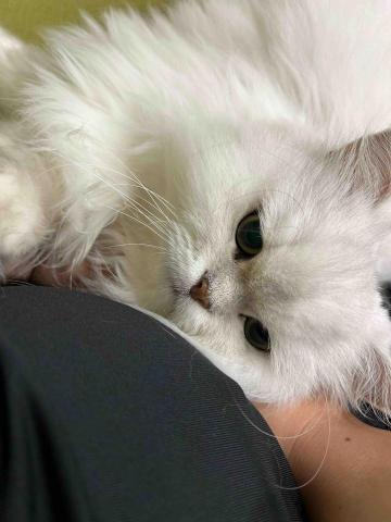 summer寵物保母 - 金金:非常貪吃的小寶貝,不怕生會追著人要罐頭吃,誰給罐頭就會跟誰走。 summer寵物保母 - 金金:非常貪吃的小寶貝,不怕生會追著人要罐頭吃,誰給罐頭就會跟誰走。