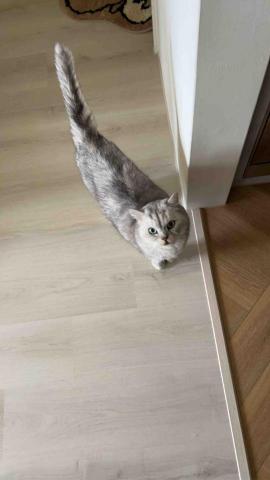 summer寵物保母 - 西螺:他是我目前見過最不怕生最親人的貓咪,第一次見面就那麼熱情真讓我有點招架不住啊,很想你?希望下次還有緣分可以服務你喔。 summer寵物保母 - 西螺:他是我目前見過最不怕生最親人的貓咪,第一次見面就那麼熱情真讓我有點招架不住啊,很想你?希望下次還有緣分可以服務你喔。