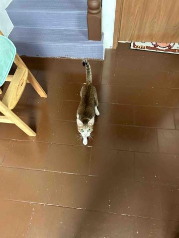 summer寵物保母 - 除樂:這是我服務的第一位小客人,有點怕生也非常活潑可愛。 summer寵物保母 - 除樂:這是我服務的第一位小客人,有點怕生也非常活潑可愛。