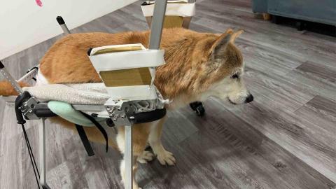 summer寵物保母 - 桃桃:是一隻19歲半的老犬,伴隨著失智跟乳腺腫瘤,麻麻想盡一切辦法讓她每天都可以開開心心減緩痛苦,桃子是我見過最堅強勇敢的狗狗。 summer寵物保母 - 桃桃:是一隻19歲半的老犬,伴隨著失智跟乳腺腫瘤,麻麻想盡一切辦法讓她每天都可以開開心心減緩痛苦,桃子是我見過最堅強勇敢的狗狗。