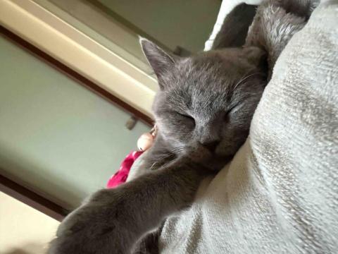 Mr.潘 跑腿（想吃什麼我幫你買） - 跑腿