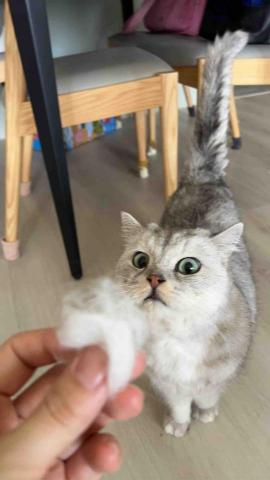 summer寵物保母 - 西螺小寶貝每次給你梳毛都會躲。 summer寵物保母 - 西螺小寶貝每次給你梳毛都會躲。