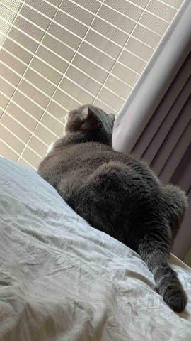 summer寵物保母 - 喆喆:這隻寶貝真的該減肥了啦。 summer寵物保母 - 喆喆:這隻寶貝真的該減肥了啦。