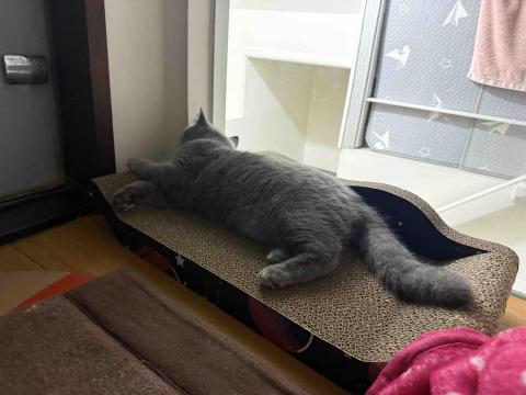 Mr.潘 跑腿（想吃什麼我幫你買） - 跑腿