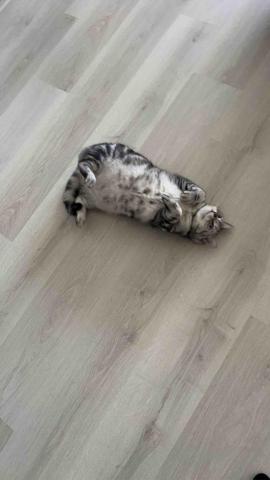 summer寵物保母 - 哭囉:一副謹慎穩重的樣子,很會呼嚕嚕跟翻肚肚撒嬌,很快就跟我變成好朋友,期待下次還有機會可以服務你喔。 summer寵物保母 - 哭囉:一副謹慎穩重的樣子,很會呼嚕嚕跟翻肚肚撒嬌,很快就跟我變成好朋友,期待下次還有機會可以服務你喔。