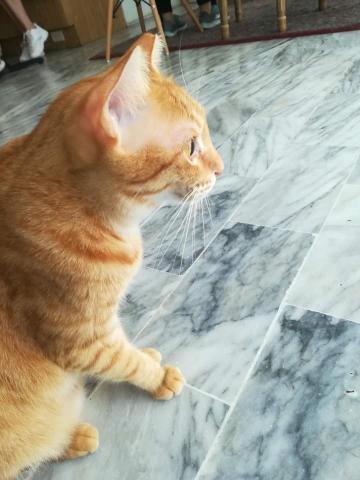 提供制作卡片服務的專家蘇靖淳