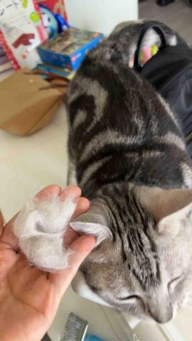 summer寵物保母 - 哭囉很享受梳毛毛 summer寵物保母 - 哭囉很享受梳毛毛