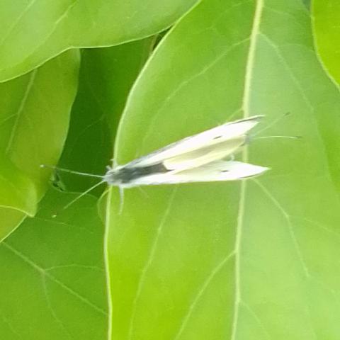 提供專車服務的專家楊先生