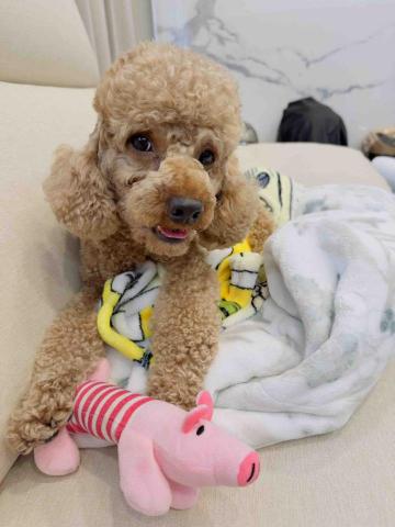 毛大叔狗私塾 - 米主恩 可愛黏人顧家的小天使
#狗學生 毛大叔狗私塾 - 米主恩 可愛黏人顧家的小天使
#狗學生