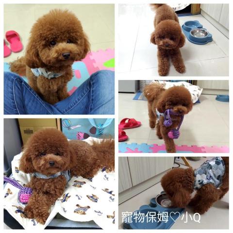 小Q寵物服務 - 小Q【彰化】4/8/12H日托安親☆高規格
♡ 日托安親 :成為您的毛孩最快樂的第二個家!
♡ 一對一,不關籠,客製化照顧,高規格服務。
♡ 0931-465911(Line) 聊聊,索取完整資訊!
※ 專業/誠信/用心 ※
您專屬的寵物保姆_小Q  小Q寵物服務 - 小Q【彰化】4/8/12H日托安親☆高規格
♡ 日托安親 :成為您的毛孩最快樂的第二個家!
♡ 一對一,不關籠,客製化照顧,高規格服務。
♡ 0931-465911(Line) 聊聊,索取完整資訊!
※ 專業/誠信/用心 ※
您專屬的寵物保姆_小Q