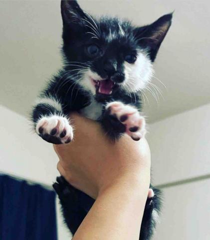 提供刺青花服務的專家卓宏豫