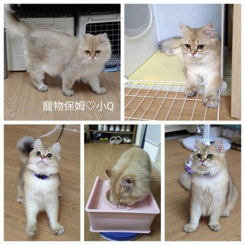 小Q寵物服務 - 小Q【彰化】到府照顧☆客製化
♡ 到府照顧:為您的寵物提供專業溫柔的照顧。
♡ 服務範圍為「鹿東國小」週邊13公里內。
♡ 同一空間,總重量20kg以内,不加價!
♡ 採一對一(家庭)服務,僅在下單後保留該服務時段。
♡ 0931-465911(Line) 聊聊,索取完整資訊!
※ 專業/誠信/用心 ※
您安心的寵物保姆♡小Q  小Q寵物服務 - 小Q【彰化】到府照顧☆客製化
♡ 到府照顧:為您的寵物提供專業溫柔的照顧。
♡ 服務範圍為「鹿東國小」週邊13公里內。
♡ 同一空間,總重量20kg以内,不加價!
♡ 採一對一(家庭)服務,僅在下單後保留該服務時段。
♡ 0931-465911(Line) 聊聊,索取完整資訊!
※ 專業/誠信/用心 ※
您安心的寵物保姆♡小Q