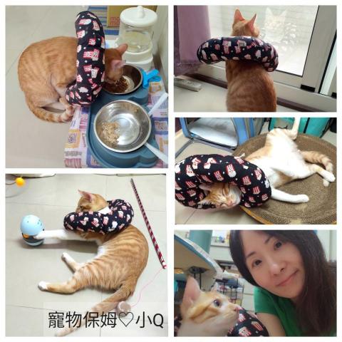 小Q寵物服務 - 小Q【彰化】24H住宿寄養☆高規格
♡ 住宿寄養:成為您的毛孩最安心舒適的第二個家!
♡ 一對一,不關籠,客製化照顧,高規格服務。
♡ 0931-465911(Line) 聊聊,索取完整資訊!
※ 專業/誠信/用心 ※
您專屬的寵物保姆_小Q  小Q寵物服務 - 小Q【彰化】24H住宿寄養☆高規格
♡ 住宿寄養:成為您的毛孩最安心舒適的第二個家!
♡ 一對一,不關籠,客製化照顧,高規格服務。
♡ 0931-465911(Line) 聊聊,索取完整資訊!
※ 專業/誠信/用心 ※
您專屬的寵物保姆_小Q