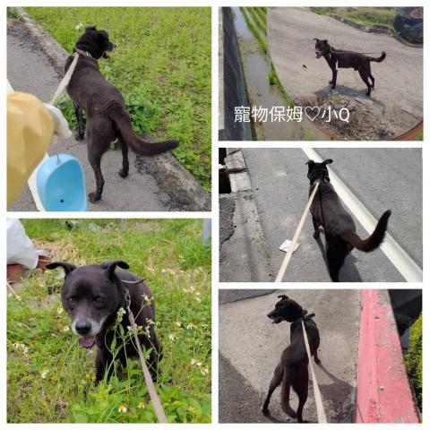 小Q寵物服務 - 小Q【彰化】陪伴散步☆客製化
♡ 遛狗陪伴 :陪伴您的寵物享受愉快的散步時光。
♡ 不限寵物隻數,總重量20kg內,不加價!
♡ 服務範圍「鹿東國小」週邊9公里內。
♡ 0931-465911(Line) 聊聊,索取完整資訊!
※ 專業/誠信/用心 ※
您安心的寵物保姆_小Q  小Q寵物服務 - 小Q【彰化】陪伴散步☆客製化
♡ 遛狗陪伴 :陪伴您的寵物享受愉快的散步時光。
♡ 不限寵物隻數,總重量20kg內,不加價!
♡ 服務範圍「鹿東國小」週邊9公里內。
♡ 0931-465911(Line) 聊聊,索取完整資訊!
※ 專業/誠信/用心 ※
您安心的寵物保姆_小Q