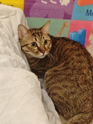 六一姐姐 - 寶貝快看呀！你家喵皇在這兒超級放鬆der～圓滾滾大眼亮晶晶，吃飯更是給力，每次四分之一罐罐頭拌貓糧，秒速清盤不客氣！吃完就霸佔大床當皇宮，玩到東倒西歪超自在，完全把這當自己家啦～貓生幸福指數直接拉滿，放心把喵交給我，天天幫你盯緊這隻小可愛啦 ～